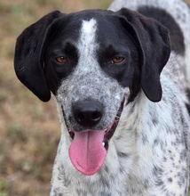 HERO, Hund, Mischlingshund in Italien