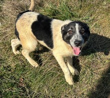 ALINA, Hund, Mischlingshund in Rumänien