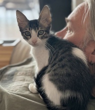 GRIMM, Katze, Europäisch Kurzhaar in Hamburg