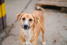 KAI, Hund, Mischlingshund in Bulgarien