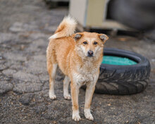 LISKO, Hund, Mischlingshund in Bulgarien