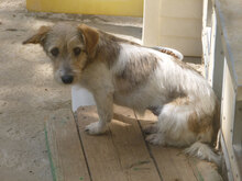 KAMIA, Hund, Mischlingshund in Bulgarien