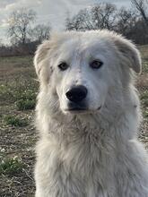 MULAN, Hund, Maremmano-Mix in Italien