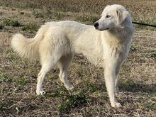 MADEA, Hund, Maremmano-Mix in Italien