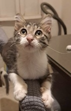 DIMO, Katze, Europäisch Kurzhaar in Zypern