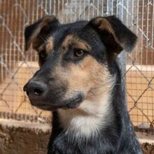 COOPER, Hund, Deutscher Schäferhund-Mix in Spanien