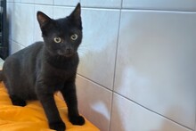 MIA, Katze, Europäisch Kurzhaar in Italien