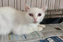 CHECKI, Katze, Europäisch Kurzhaar in Italien