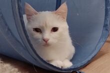 CHECKY, Katze, Europäisch Kurzhaar in Wuppertal