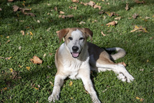 LUKE, Hund, Mischlingshund in Spanien