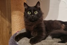 TRIPPI, Katze, Norwegische Waldkatze-Mix in Bindlach