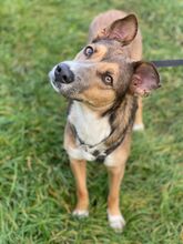 HENJA, Hund, Mischlingshund in Roth