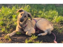 RAYA, Hund, Mischlingshund in Sankt Augustin