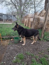 BORISZ3, Hund, Deutscher Schäferhund in Ungarn