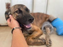 ORSO, Hund, Mischlingshund in Winsen