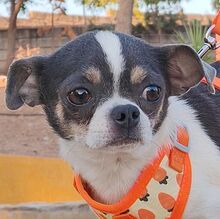 RODOLFO, Hund, Chihuahua in Eckental