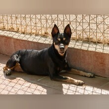 DONA, Hund, Pinscher in Ottersweier