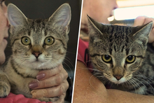 MASSI, Katze, Europäisch Kurzhaar in Italien