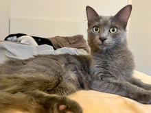 BELLE, Katze, Kartäuser-Mix in München