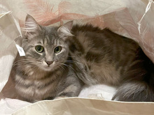 BEA, Katze, Langhaarkatze-Mix in München