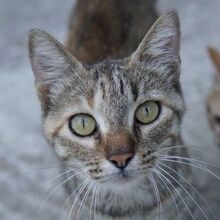 TIBBY, Katze, Hauskatze in Griechenland