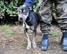 KRISTIAN, Hund, Mischlingshund in Italien