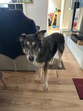 ALETA, Hund, Mischlingshund in Berlin