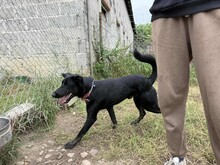 TARIK, Hund, Mischlingshund in Polen