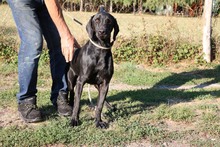 FIFI7, Hund, Deutsch Kurzhaar-Magyar Vizsla-Mix in Ungarn