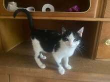 BECKI, Katze, Europäisch Kurzhaar in Langenhagen