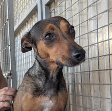 CANE, Hund, Mischlingshund in Belgien