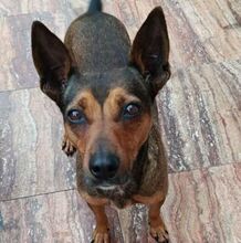 CANE, Hund, Mischlingshund in Hamburg