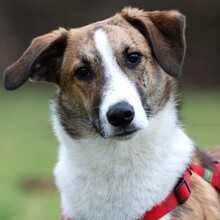 HARIBO, Hund, Mischlingshund in Neckarsulm