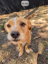 ALECIA, Hund, Mischlingshund in Portugal