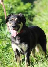 KYRA, Hund, Mischlingshund in Slowakische Republik
