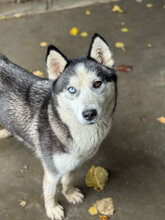 HANGA, Hund, Siberian Husky in Fürth