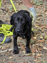 ERIKA, Hund, Mischlingshund in München