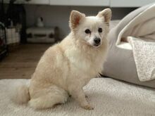 MALIKA, Hund, Spitz in Bochum