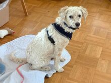 YANG, Hund, Mudi-Mix in Coburg