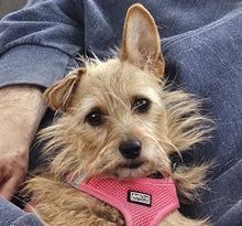 PEGGY, Hund, Mischlingshund in Bad Vilbel