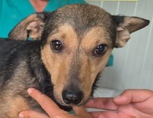 PONGO, Hund, Mischlingshund in Italien