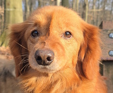 PIPPO, Hund, Mischlingshund in Monheim