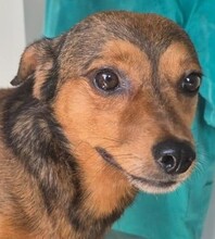 PLUTO, Hund, Mischlingshund in Leverkusen