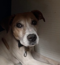 WHISKEY, Hund, Mischlingshund in Ungarn