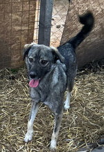 SIRA, Hund, Mischlingshund in Rumänien