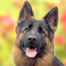 PRETTY DIANA, Hund, Altdeutscher Schäferhund in Lauf