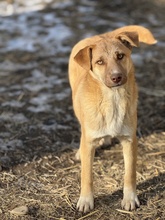 TIMONA, Hund, Mischlingshund in Essen