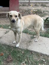 PIZZA, Hund, Mischlingshund in Ludwigshafen