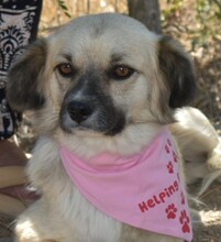 BEAUTY, Hund, Mischlingshund in Kerpen