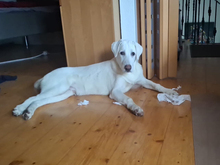 GIOVEDI, Hund, Mischlingshund in Neustadt